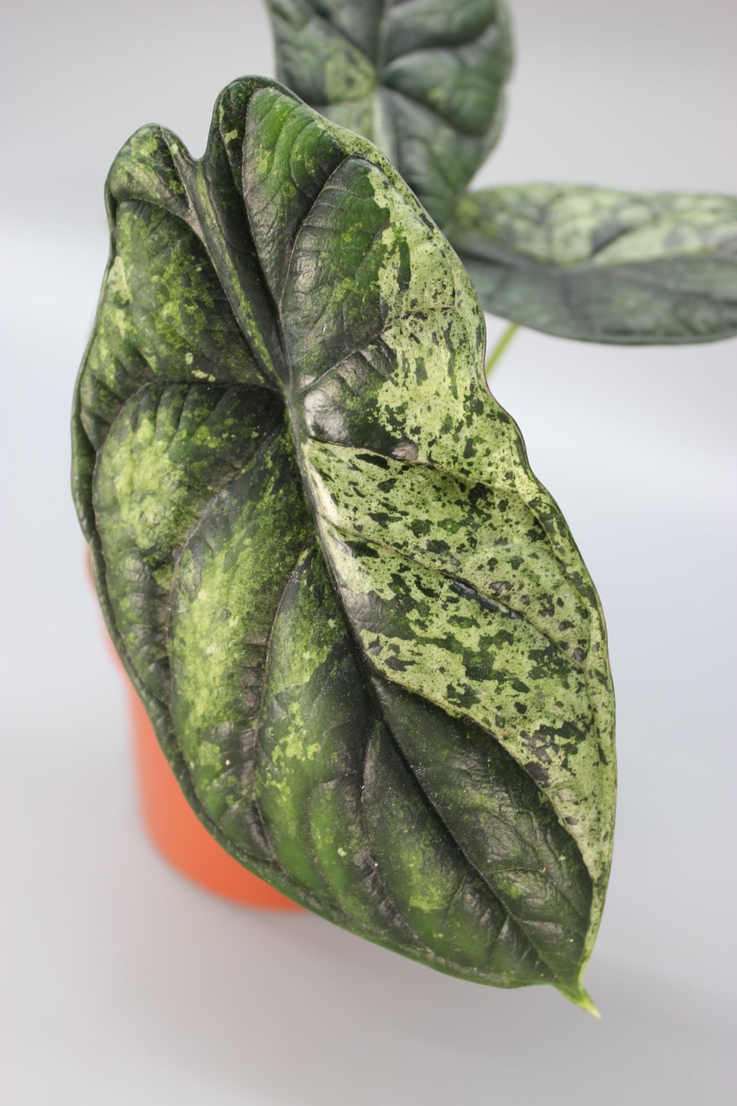 Rare Houseplants - Alocasia Dragon Scale Mint - Odd Leaf