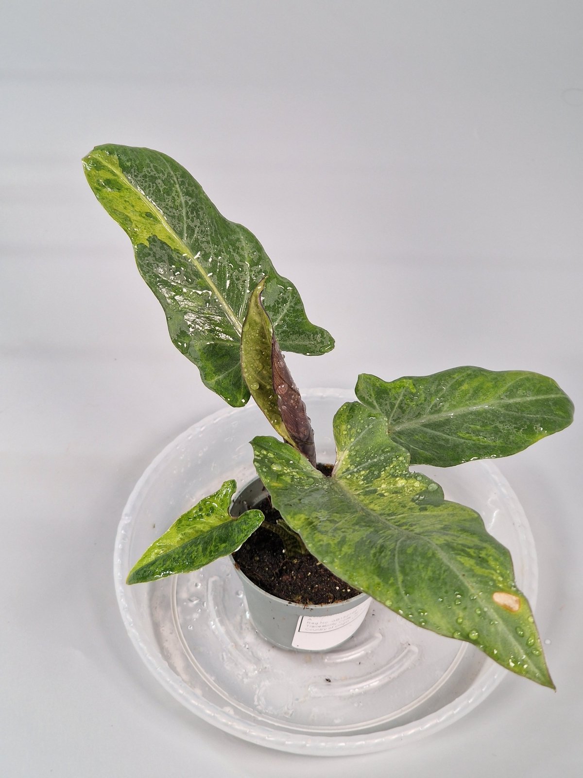 Rare Houseplants - Alocasia Lauterbachiana 'variegata' 6cm - A | Rare Houseplants - Odd Leaf