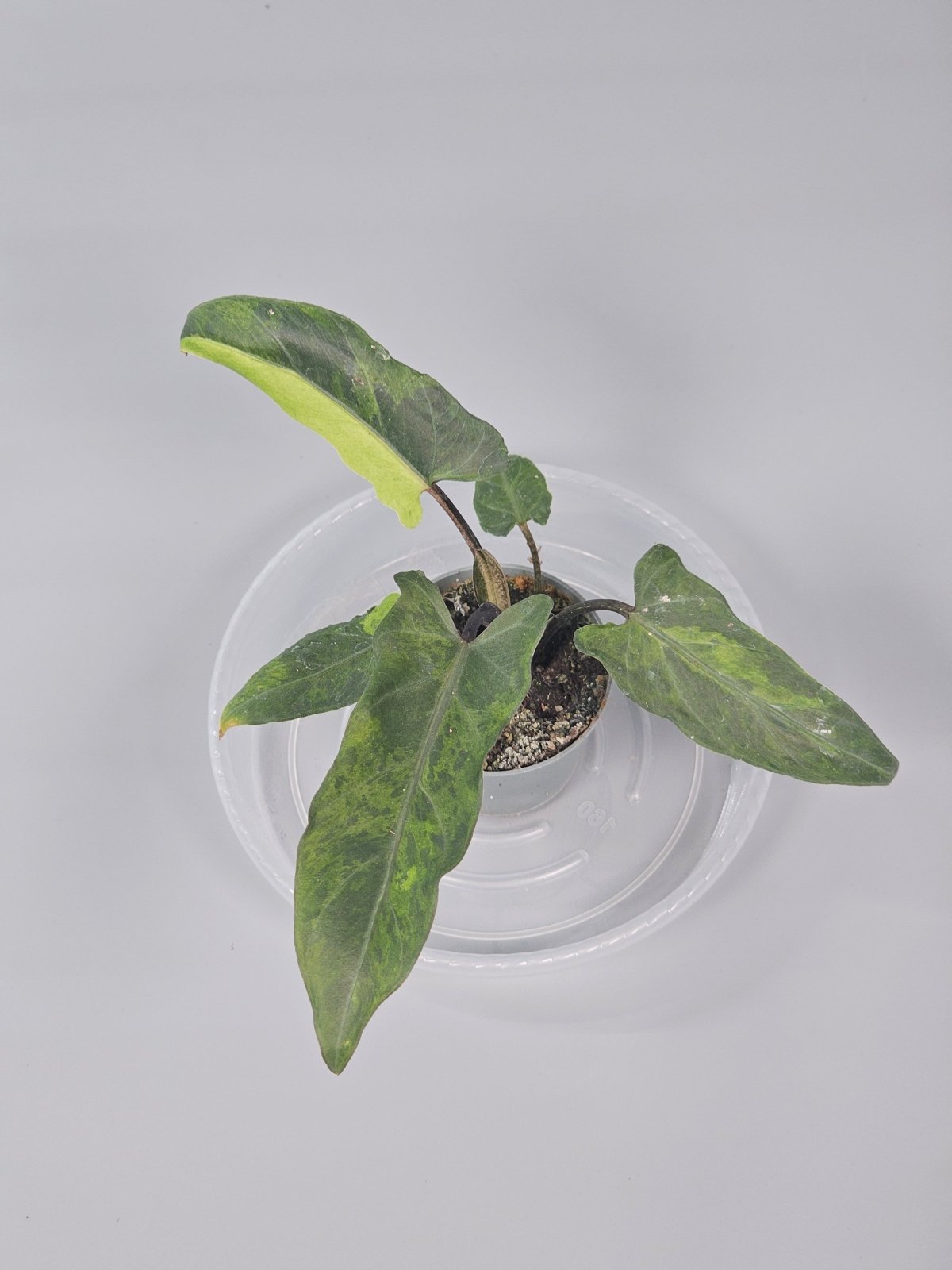 Rare Houseplants - Alocasia Lauterbachiana 'variegata' - B | Rare Houseplants - Odd Leaf
