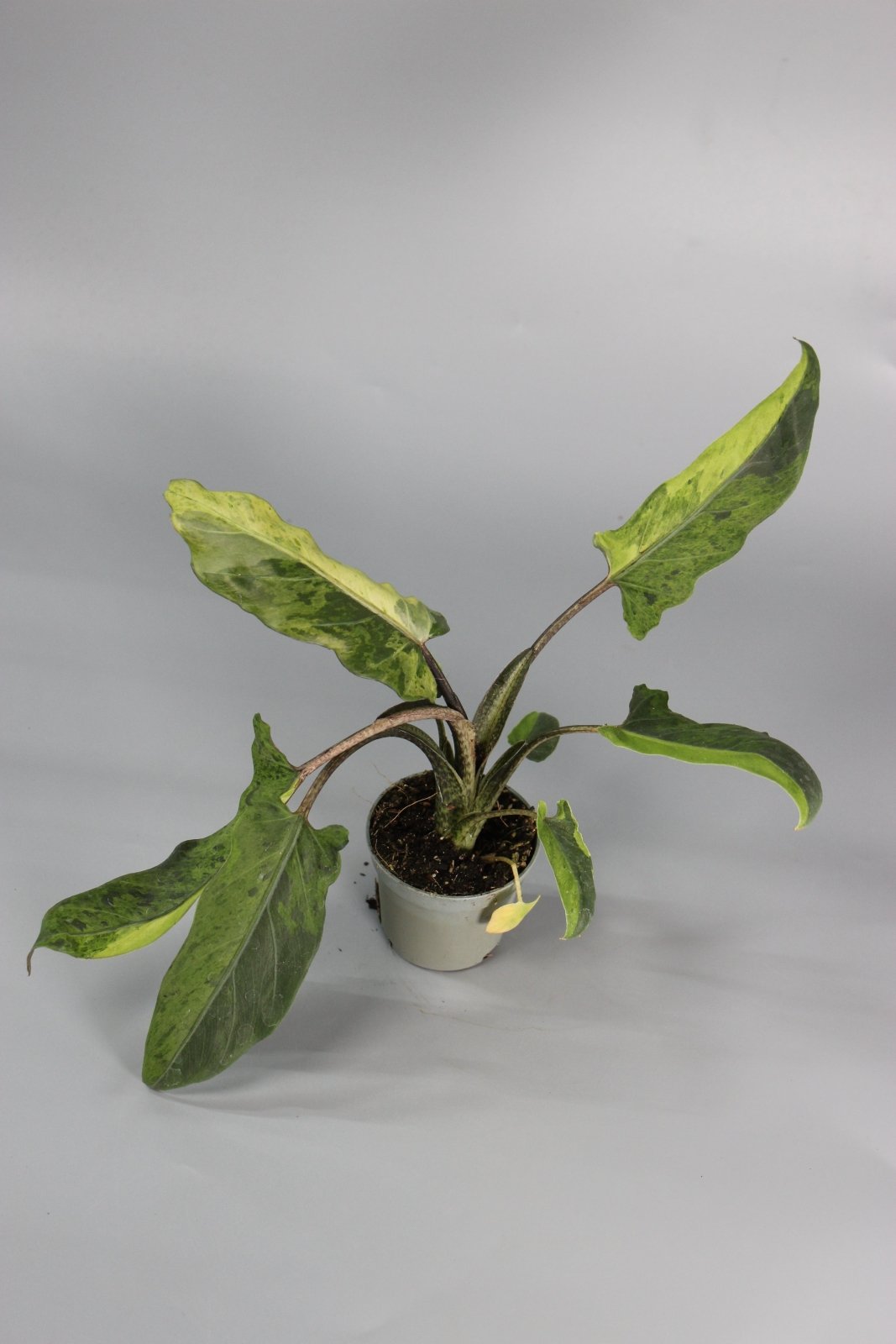 Rare Houseplants - Alocasia Lauterbachiana Variegata - Odd Leaf