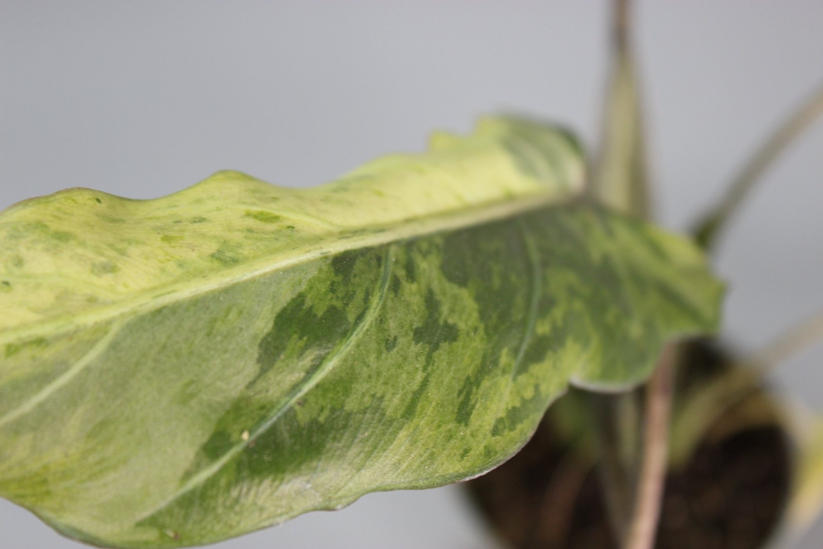 Rare Houseplants - Alocasia Lauterbachiana Variegata - Odd Leaf