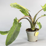 Rare Houseplants - Alocasia Lauterbachiana Variegata - Odd Leaf