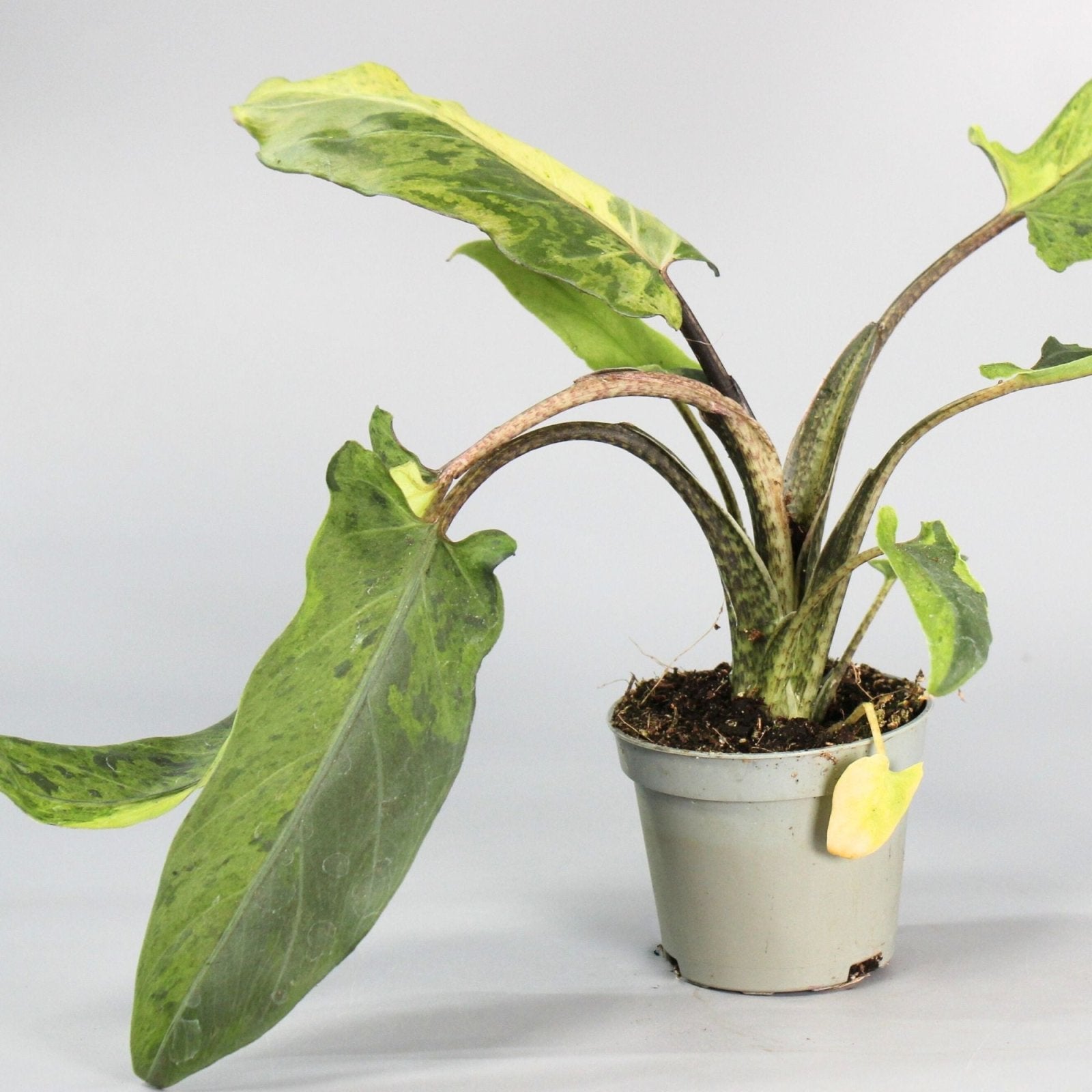 Rare Houseplants - Alocasia Lauterbachiana Variegata - Odd Leaf