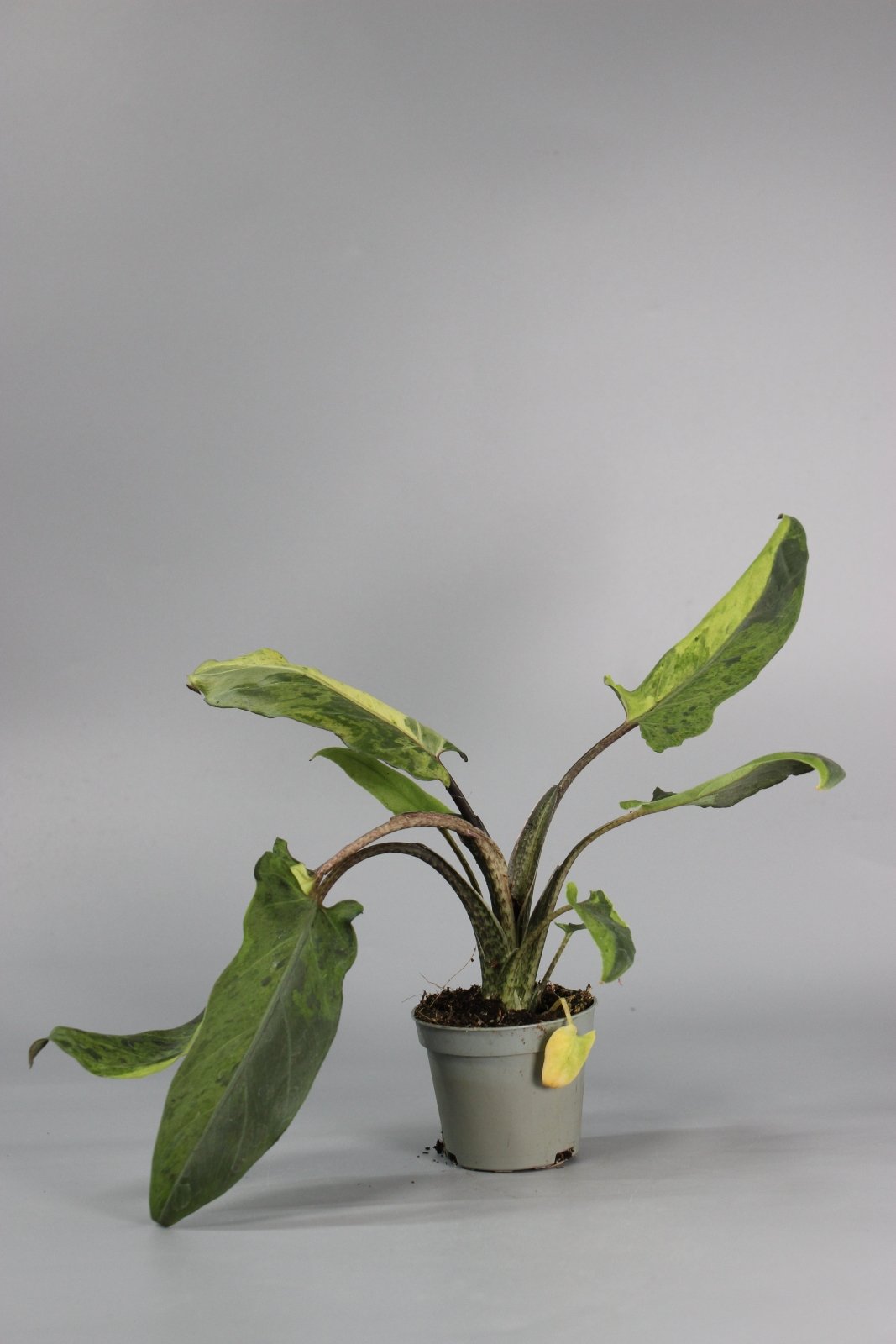 Rare Houseplants - Alocasia Lauterbachiana Variegata - Odd Leaf