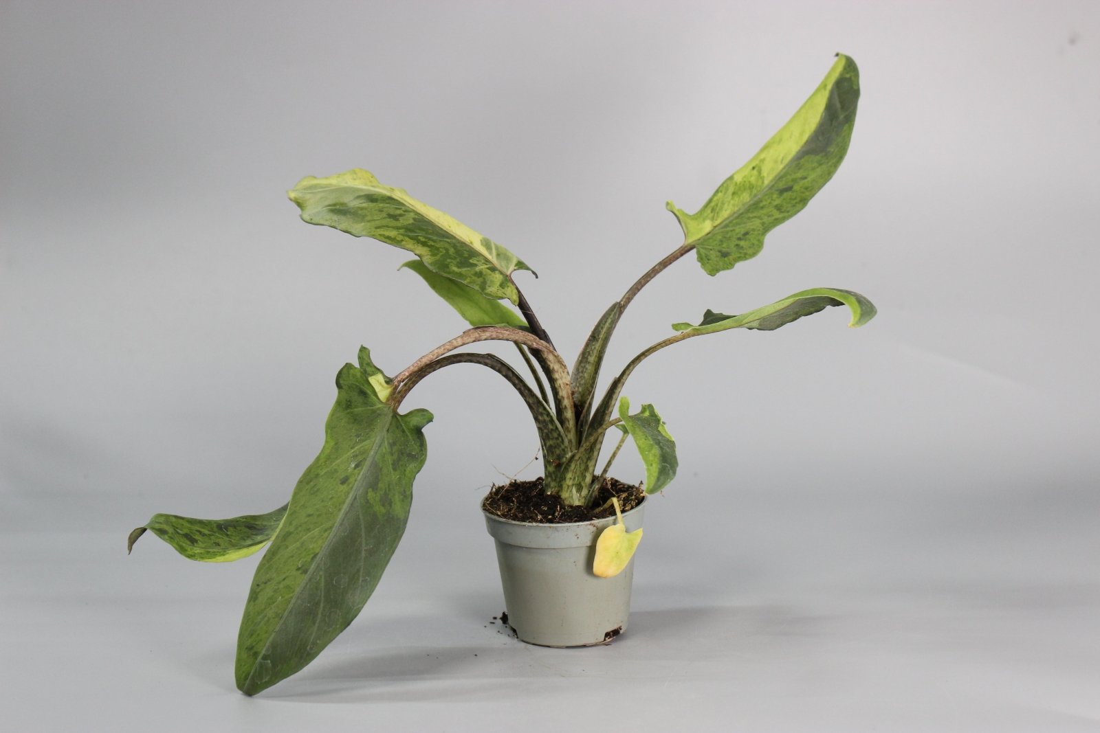 Rare Houseplants - Alocasia Lauterbachiana Variegata - Odd Leaf