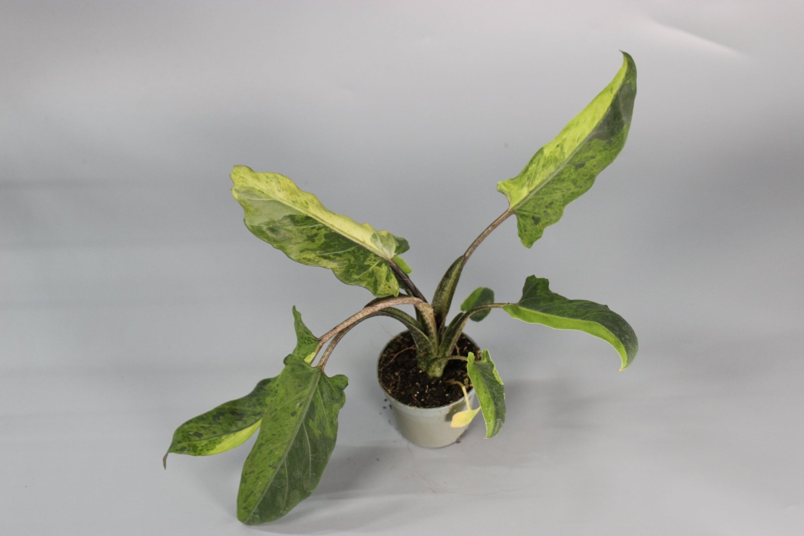 Rare Houseplants - Alocasia Lauterbachiana Variegata - Odd Leaf