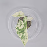 Rare Houseplants - Alocasia Macrorrhizos 'camouflage' - J | Rare Houseplants - Odd Leaf