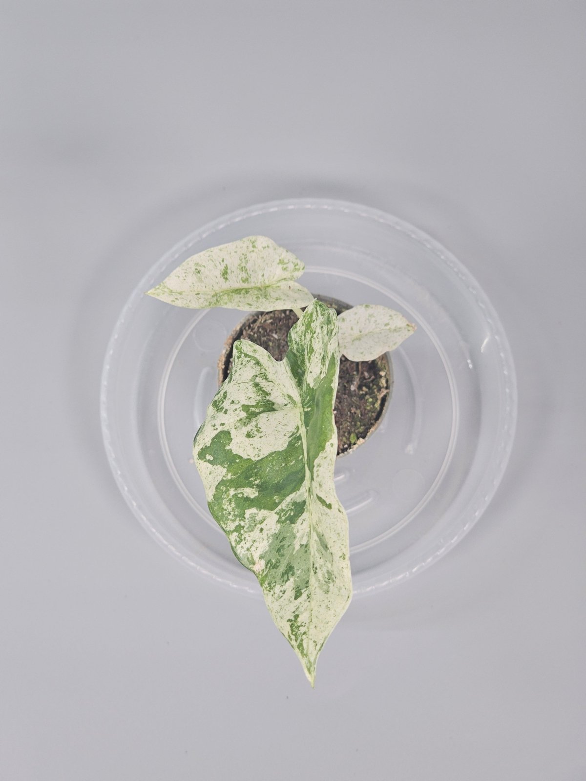 Rare Houseplants - Alocasia Macrorrhizos 'camouflage' - J | Rare Houseplants - Odd Leaf