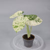 Rare Houseplants - Alocasia Macrorrhizos 'camouflage' - L | Rare Houseplants - Odd Leaf