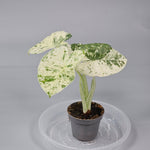 Rare Houseplants - Alocasia Macrorrhizos 'camouflage' - L | Rare Houseplants - Odd Leaf