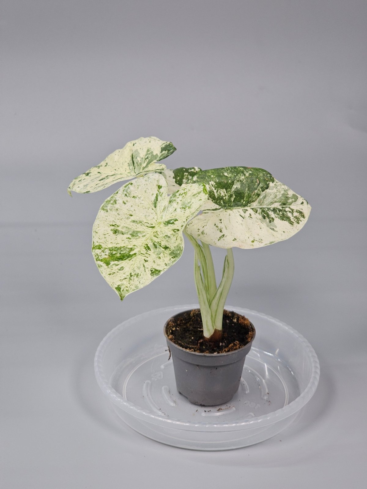 Rare Houseplants - Alocasia Macrorrhizos 'camouflage' - L | Rare Houseplants - Odd Leaf