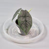 Rare Houseplants - Alocasia Melo 6cm - A | Rare Houseplants - Odd Leaf