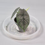 Rare Houseplants - Alocasia Melo 6cm - A | Rare Houseplants - Odd Leaf