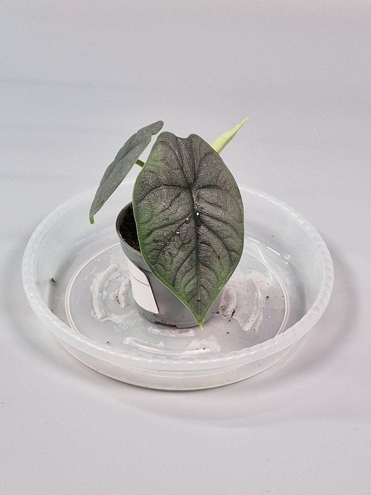 Rare Houseplants - Alocasia Melo 6cm - A | Rare Houseplants - Odd Leaf