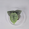 Rare Houseplants - Alocasia Melo - C | Rare Houseplants - Odd Leaf