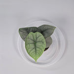 Rare Houseplants - Alocasia Melo - C | Rare Houseplants - Odd Leaf