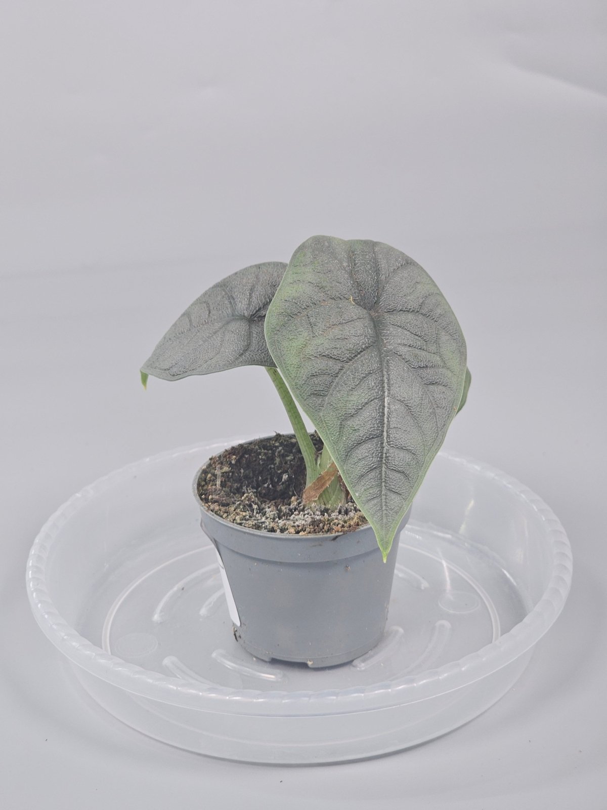 Rare Houseplants - Alocasia Melo - J | Rare Houseplants - Odd Leaf