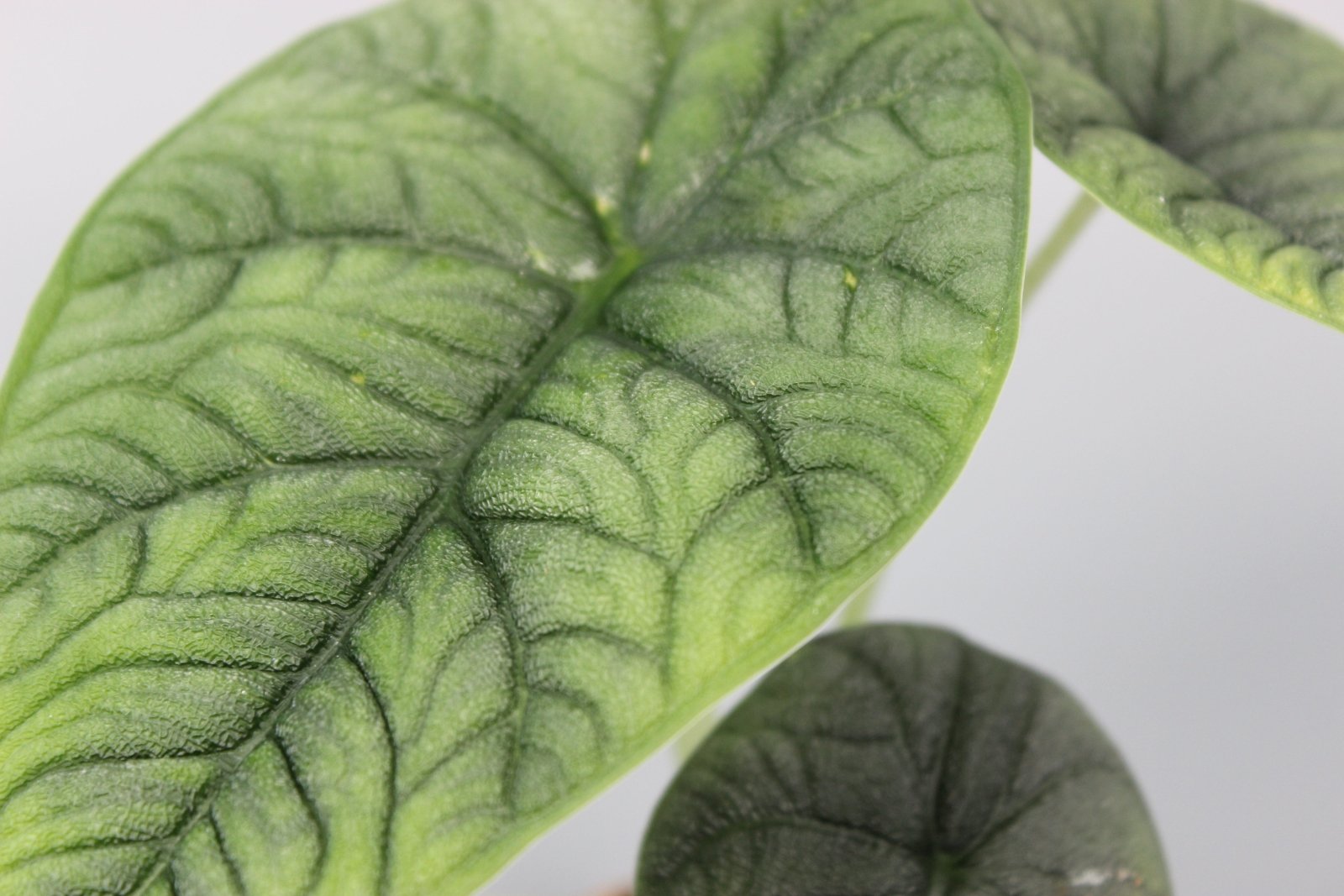 Rare Houseplants - Alocasia Melo - Odd Leaf