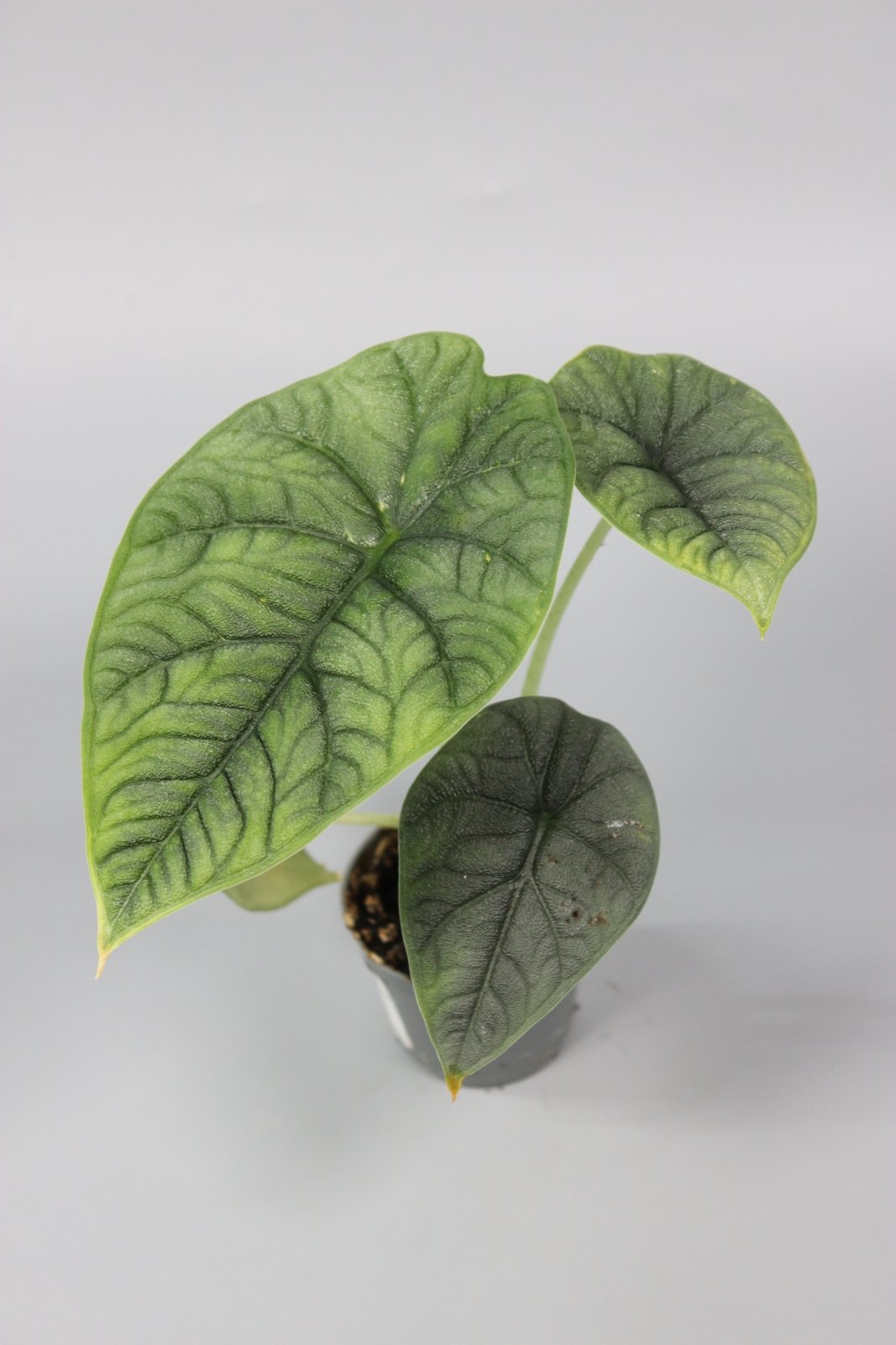 Rare Houseplants - Alocasia Melo - Odd Leaf
