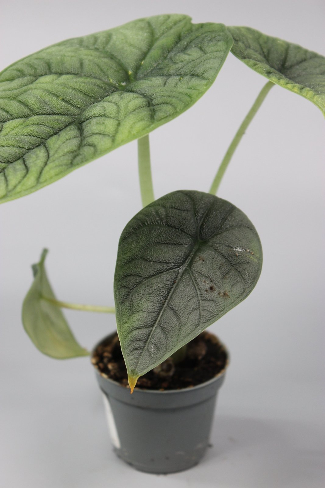 Rare Houseplants - Alocasia Melo - Odd Leaf