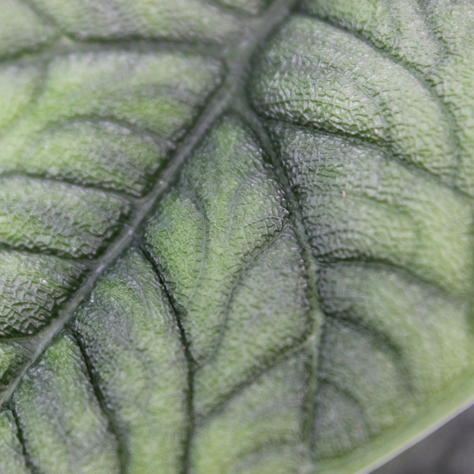 Rare Houseplants - Alocasia Melo - Odd Leaf