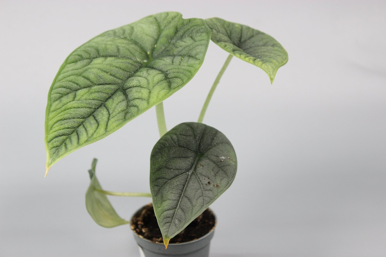 Rare Houseplants - Alocasia Melo - Odd Leaf