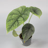 Rare Houseplants - Alocasia Melo - Odd Leaf