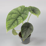 Rare Houseplants - Alocasia Melo - Odd Leaf