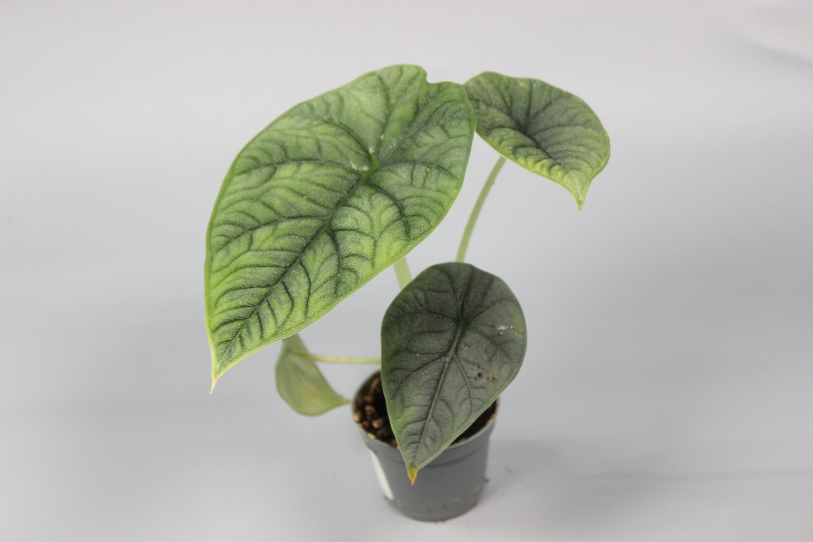 Rare Houseplants - Alocasia Melo - Odd Leaf