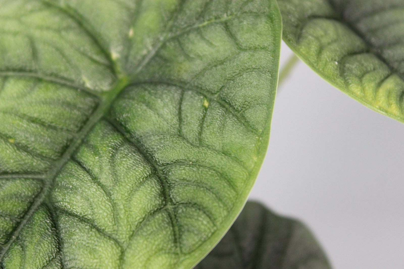 Rare Houseplants - Alocasia Melo - Odd Leaf