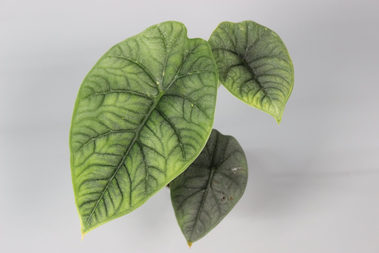 Rare Houseplants - Alocasia Melo - Odd Leaf