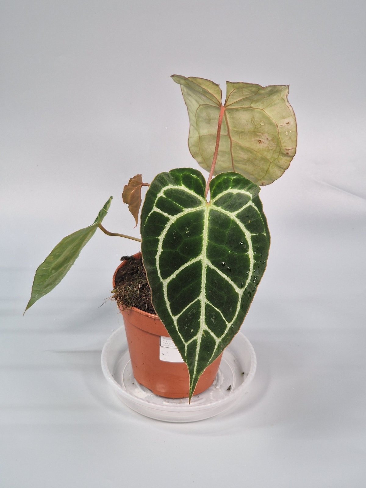 Rare Houseplants - Anthurium Crystallinum - B | Rare Houseplants - Odd Leaf