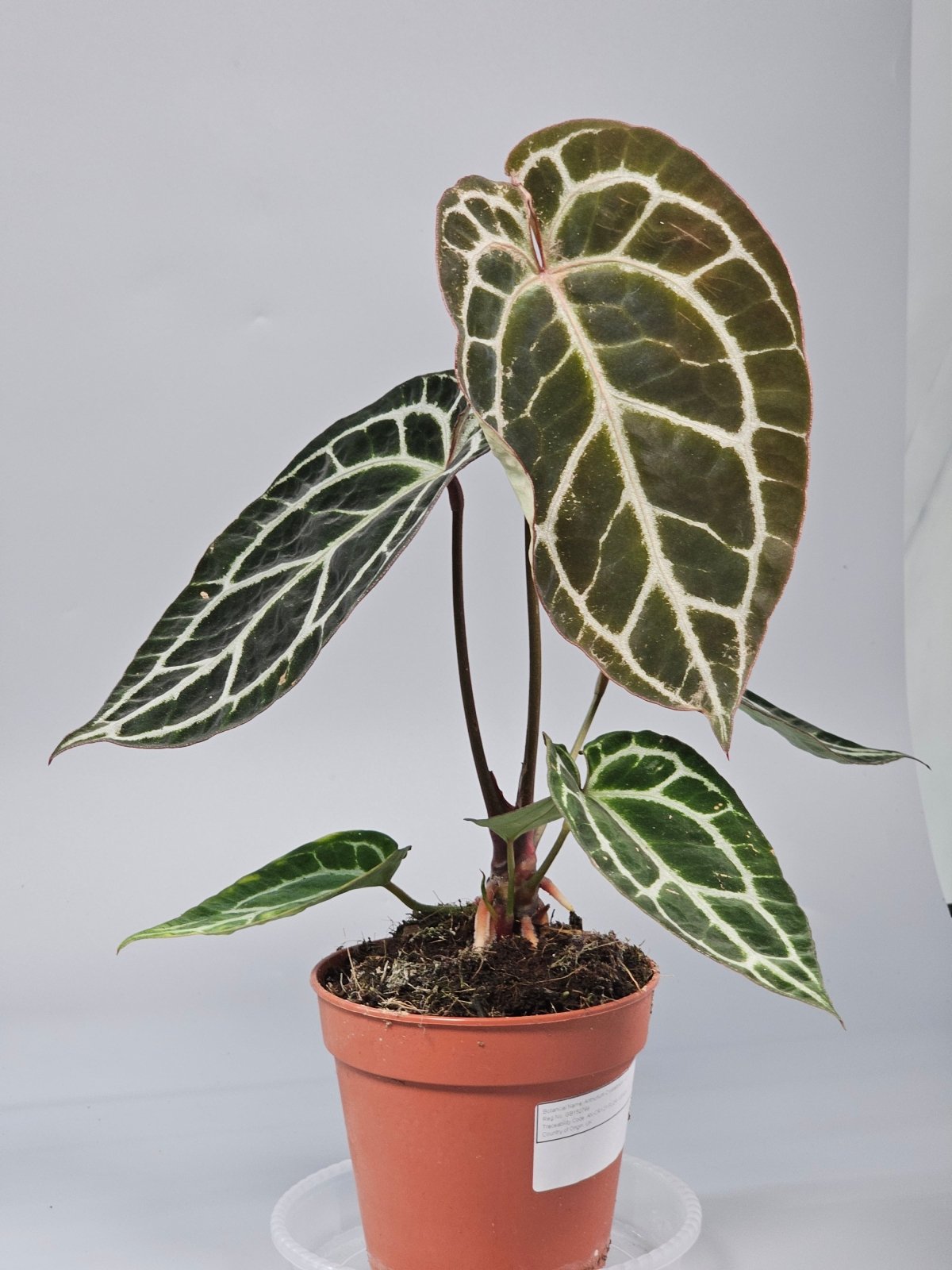 Rare Houseplants - Anthurium Crystallinum - C | Rare Houseplants - Odd Leaf