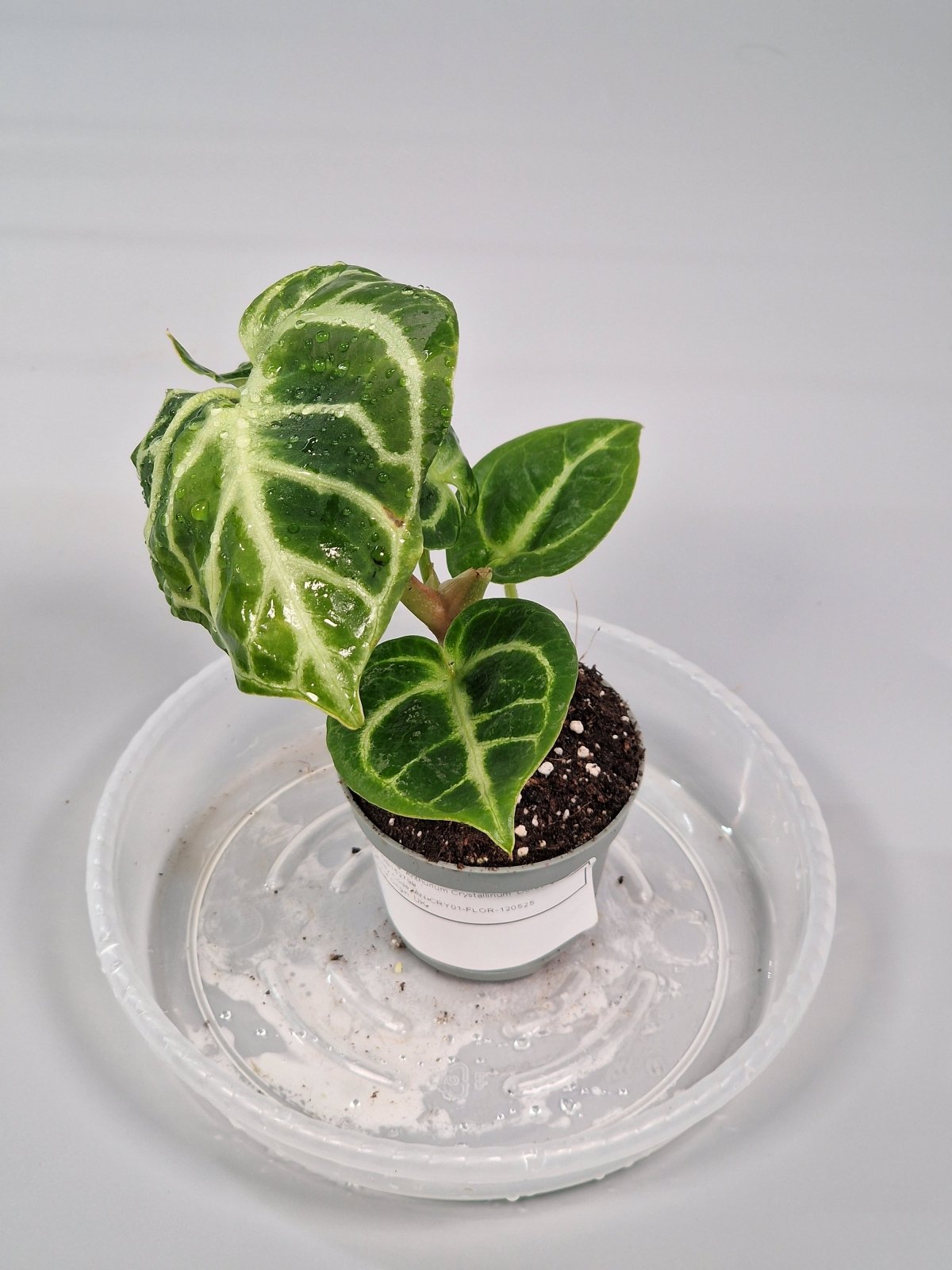 Rare Houseplants - Anthurium Crystallinum 'dorayaki' 6cm - A | Rare Houseplants - Odd Leaf