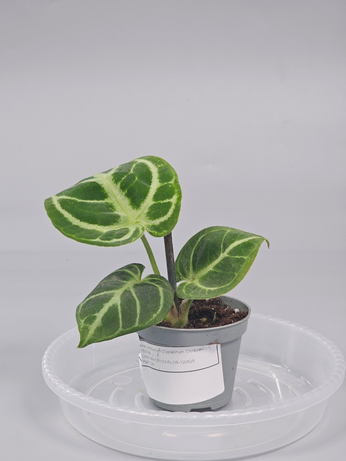 Rare Houseplants - Anthurium Crystallinum 'dorayaki' - C | Rare Houseplants - Odd Leaf