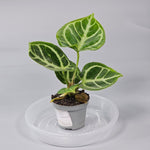 Rare Houseplants - Anthurium Crystallinum 'dorayaki' - H | Rare Houseplants - Odd Leaf