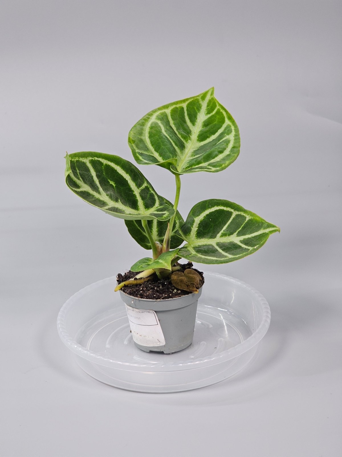 Rare Houseplants - Anthurium Crystallinum 'dorayaki' - H | Rare Houseplants - Odd Leaf
