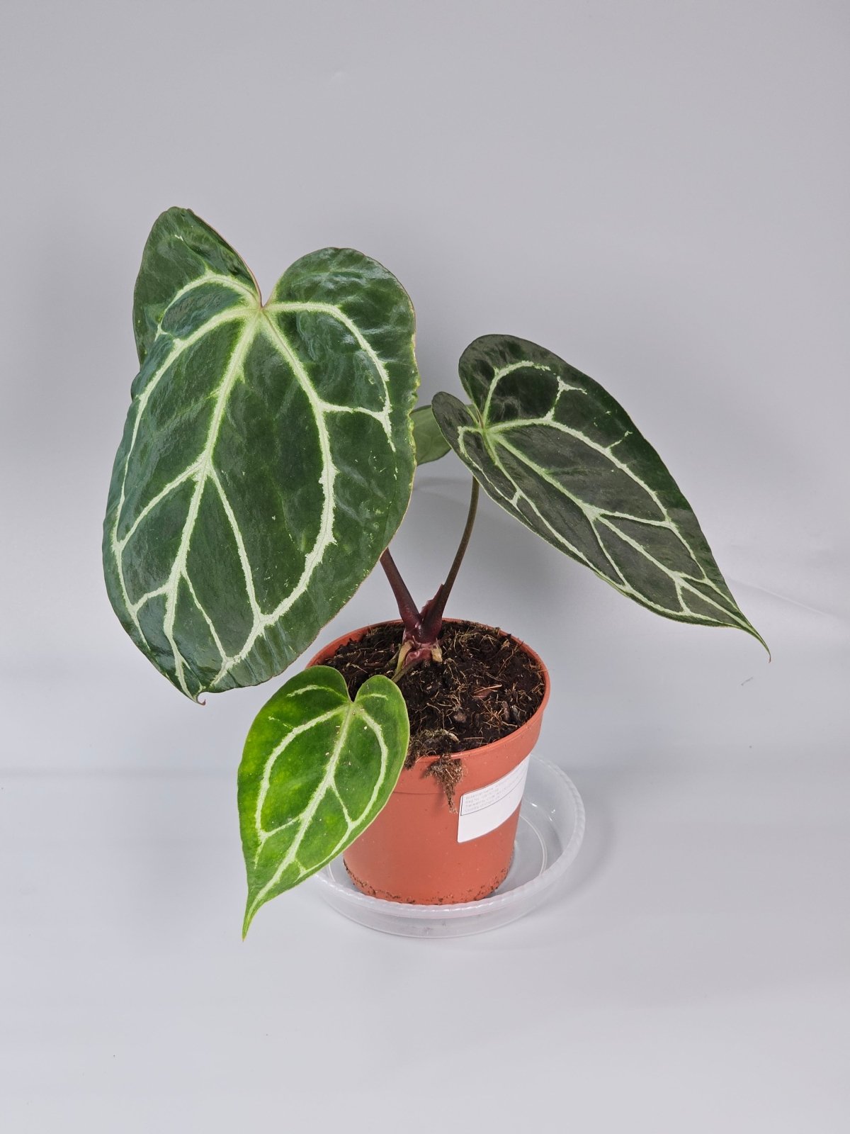 Rare Houseplants - Anthurium Crystallinum - E | Rare Houseplants - Odd Leaf