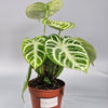 Rare Houseplants - Anthurium Crystallinum 'silver Blush' - D | Rare Houseplants - Odd Leaf