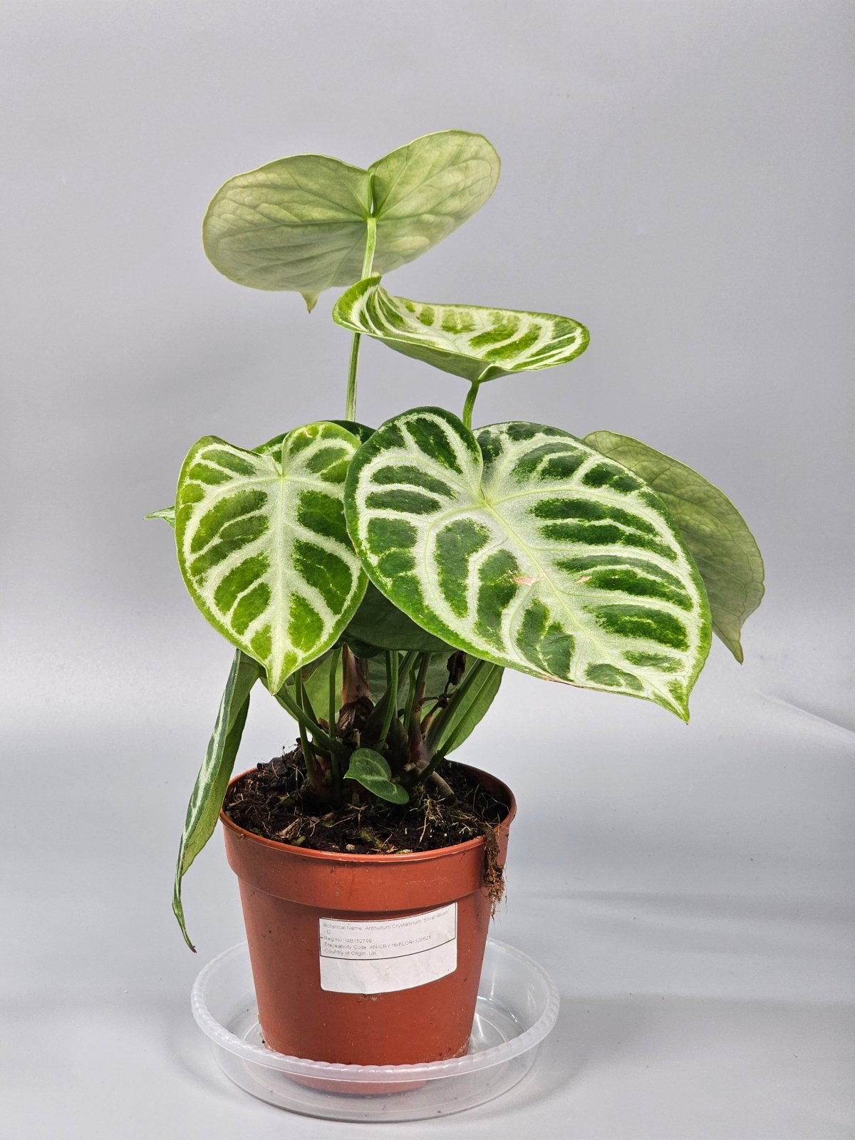 Rare Houseplants - Anthurium Crystallinum 'silver Blush' - D | Rare Houseplants - Odd Leaf