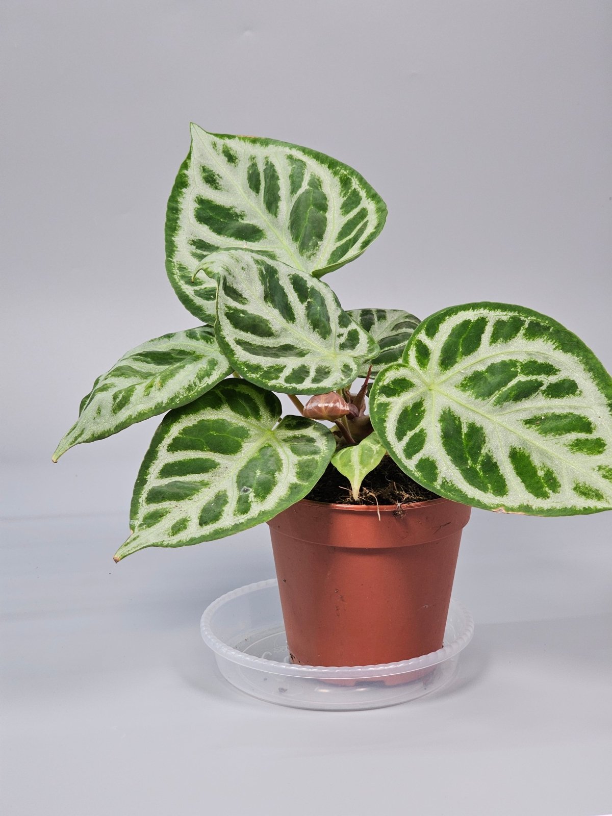 Rare Houseplants - Anthurium Crystallinum 'silver Blush' - E | Rare Houseplants - Odd Leaf