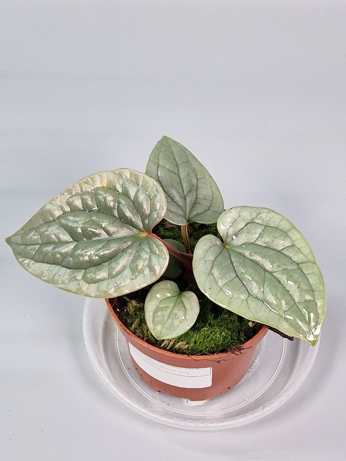 Rare Houseplants - Anthurium Luxurians (p 10.5) - B | Rare Houseplants - Odd Leaf