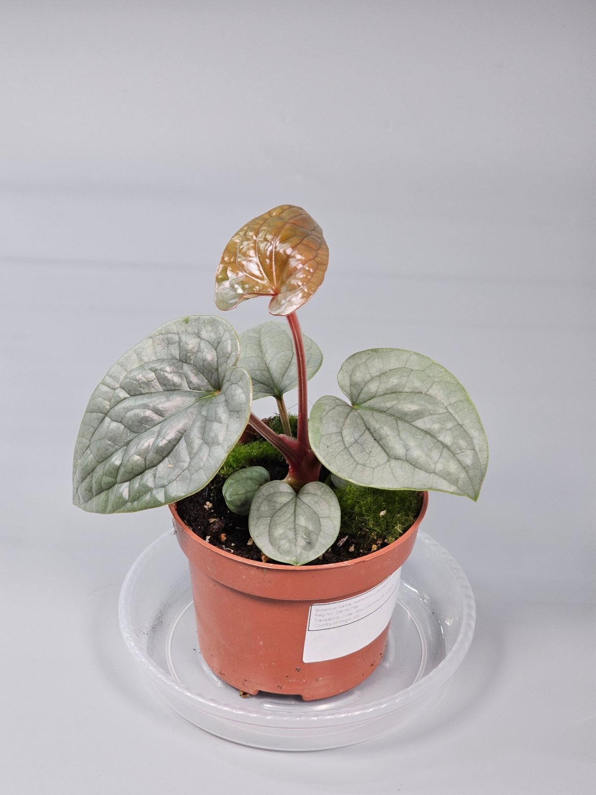 Rare Houseplants - Anthurium Luxurians (p 10.5) - C | Rare Houseplants - Odd Leaf