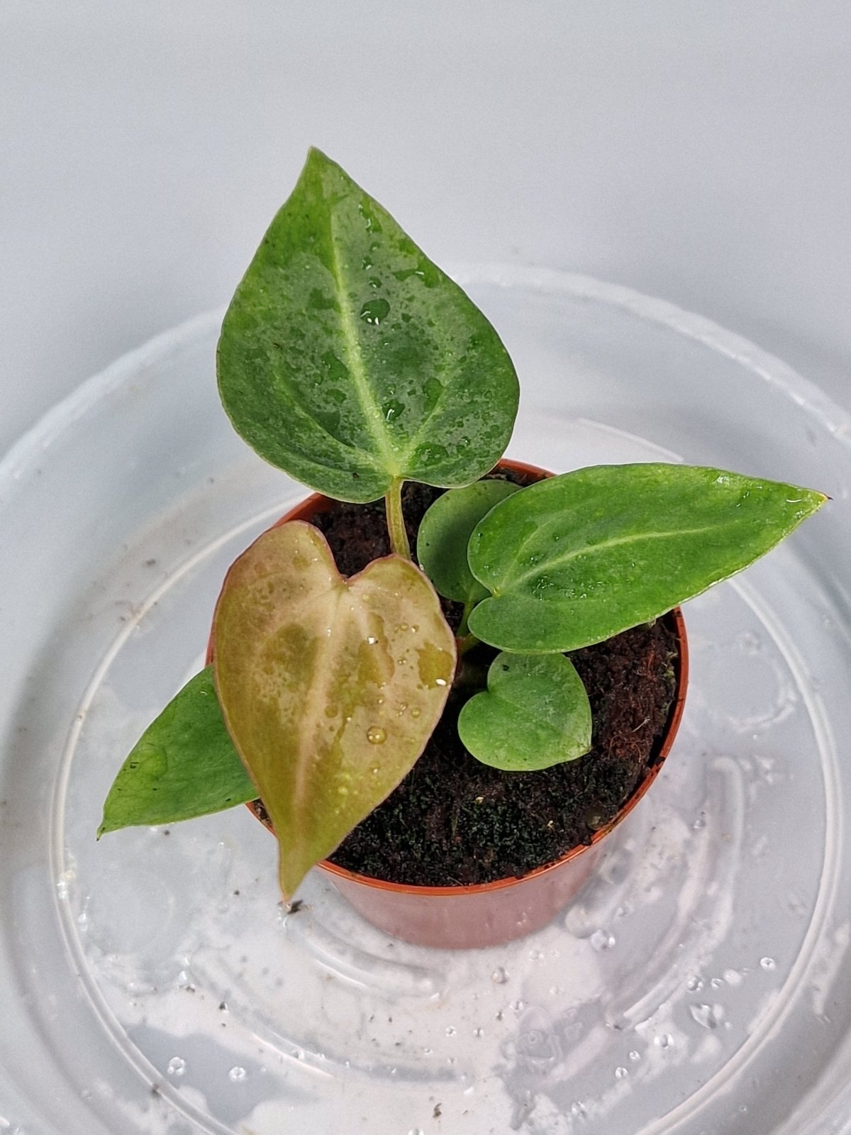 Rare Houseplants - Anthurium Magnificum 6cm - B | Rare Houseplants - Odd Leaf