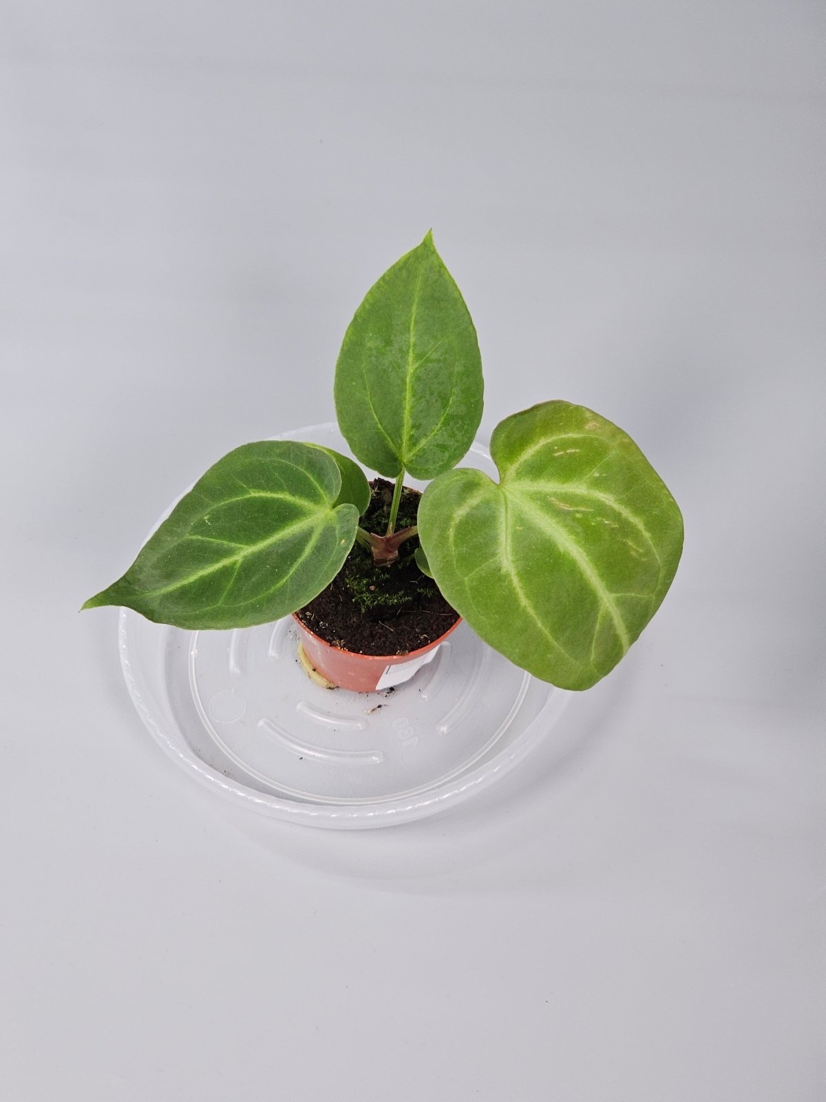 Rare Houseplants - Anthurium Magnificum - F | Rare Houseplants - Odd Leaf