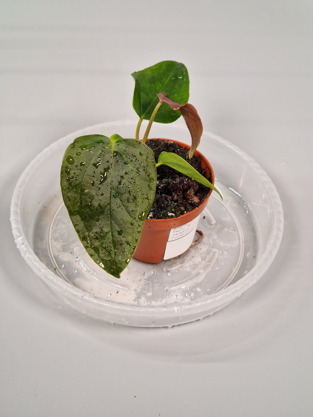 Rare Houseplants - Anthurium 'queen Of Hearts' 6cm - A | Rare Houseplants - Odd Leaf