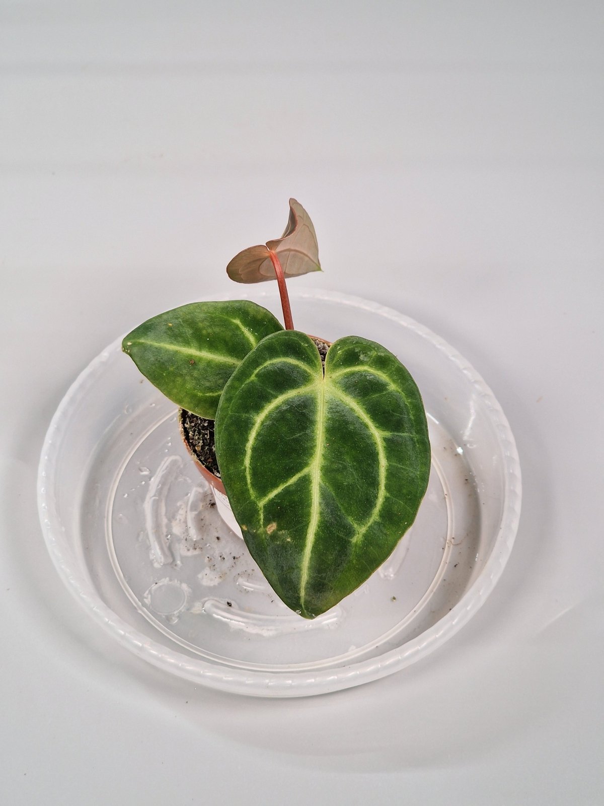 Rare Houseplants - Anthurium Regale 6cm - B | Rare Houseplants - Odd Leaf