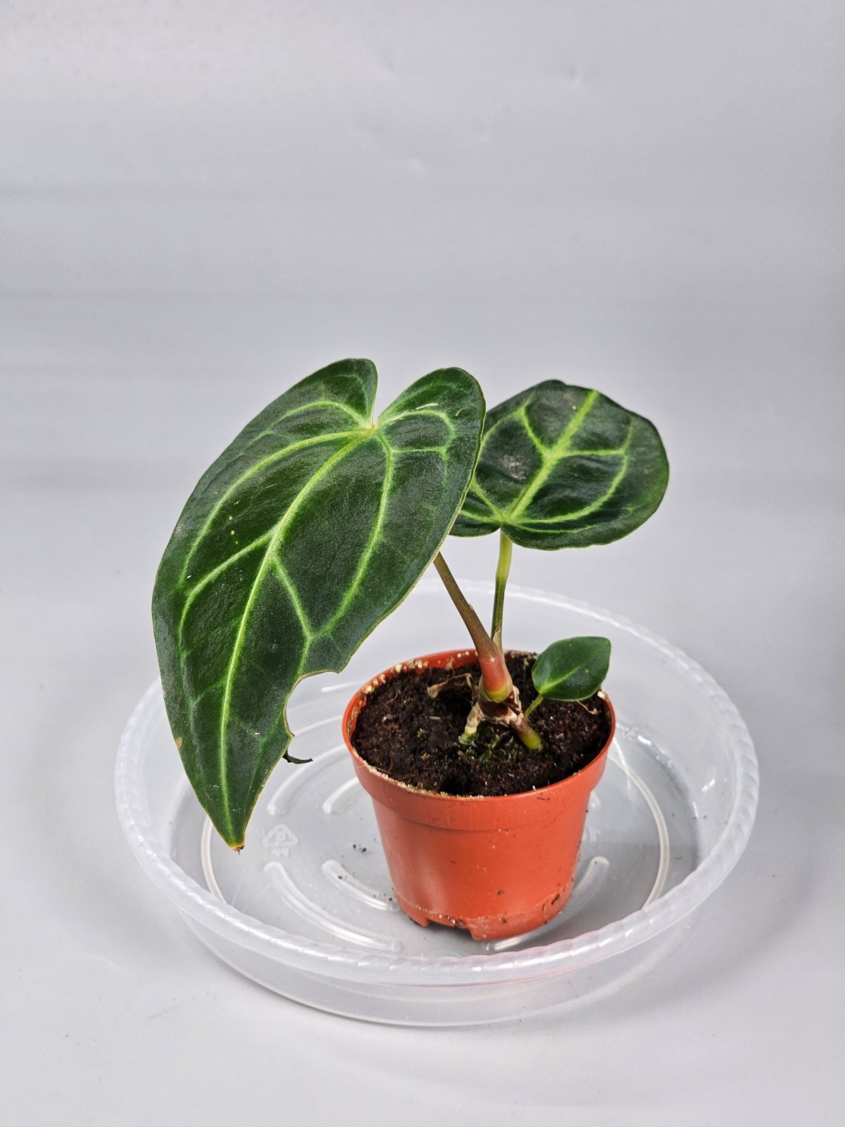 Rare Houseplants - Anthurium Regale - A - Odd Leaf