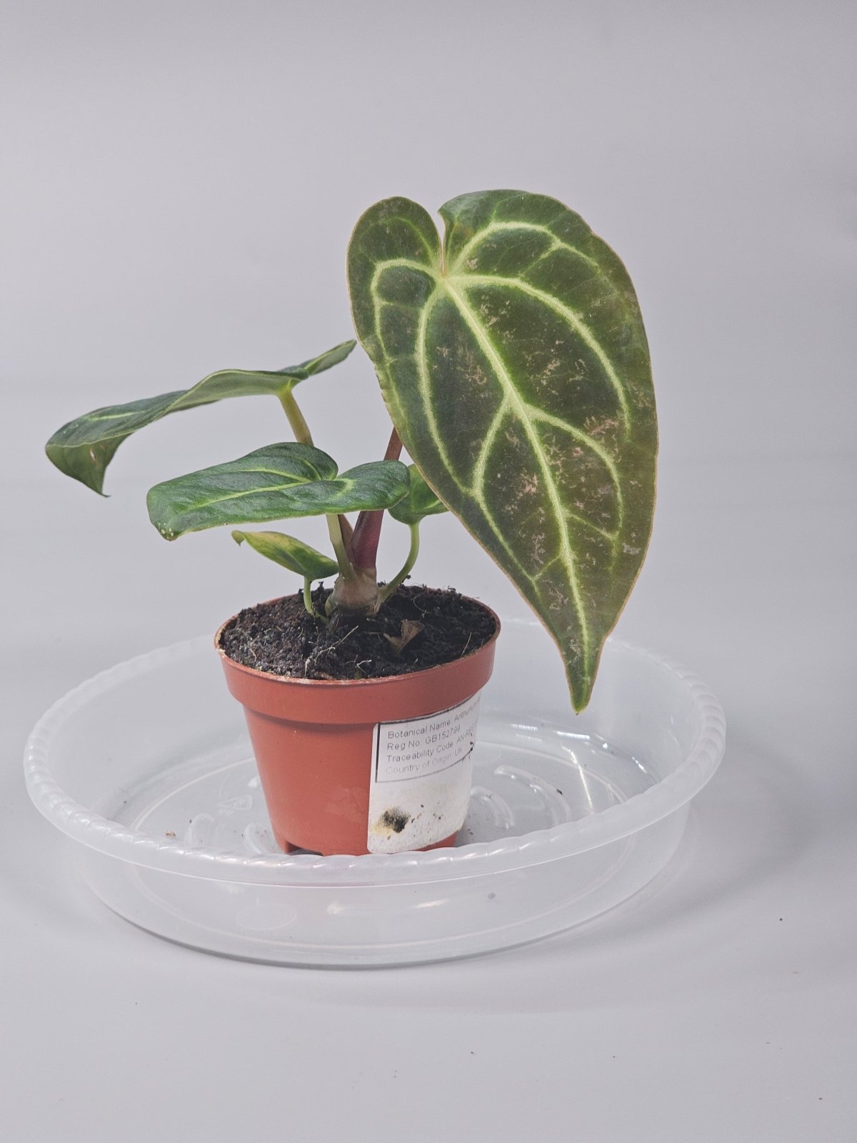 Rare Houseplants - Anthurium Regale - O | Rare Houseplants - Odd Leaf