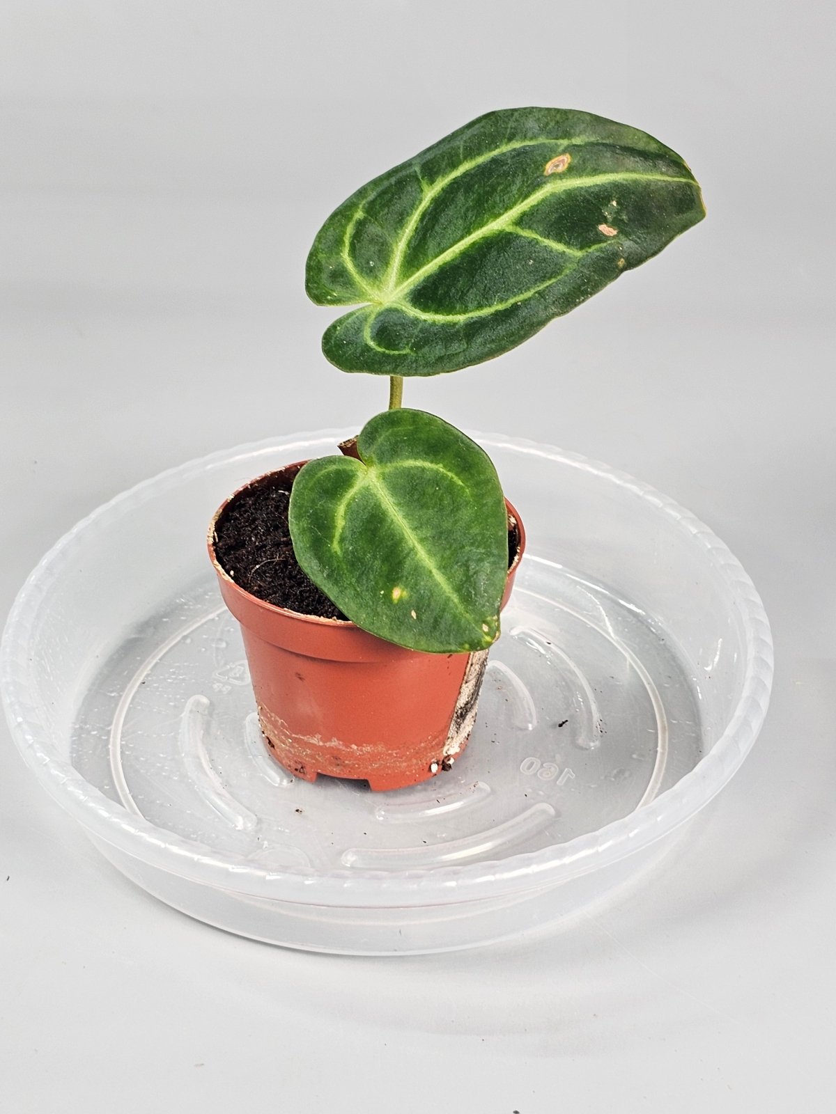 Rare Houseplants - Anthurium Regale - Odd Leaf